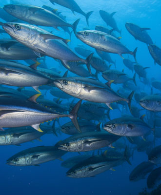 해양 AI 솔루션 및 어군 탐지 시스템 이미지